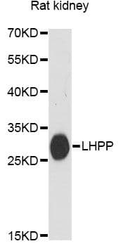 LHPP Antibody