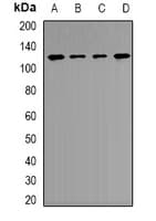 FTHFSDC1 / MTHFD1L Antibody