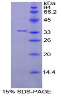 Mouse PPIE / Cyclophilin E Protein (Recombinant His-T7)
