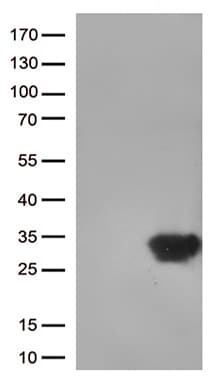 Monoclonal Mouse anti-Human DUSP3 / VHR Antibody (clone OTI2B12, Carrier-free, WB)