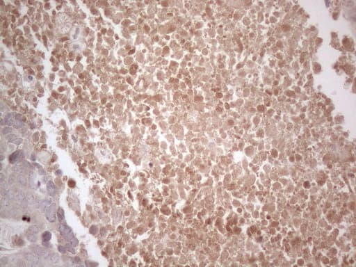 B4GALT4 Antibody (aa40-322, clone OTI8B6)