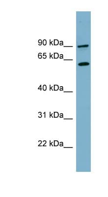SLC3A1 / ATR1 Antibody (aa179-228)