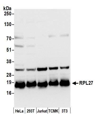 RPL27 / Ribosomal Protein L27 Antibody (aa86-136)