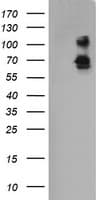 Monoclonal Mouse anti-Human DEF6 Antibody (clone OTI1E3, IHC, IF, WB)