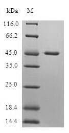 Human DR1 / NC2 Protein (Recombinant GST, N-terminus)