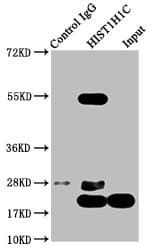 HIST1H1C Antibody