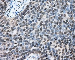 CYP1A2 Antibody (clone OTI1H3)