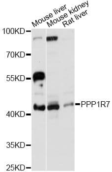 PPP1R7 Antibody