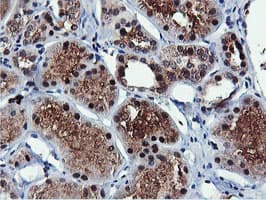 RNPEP Antibody (clone OTI2G3)