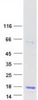 Human LYZL6 Protein (Recombinant Myc-DDK (Flag))