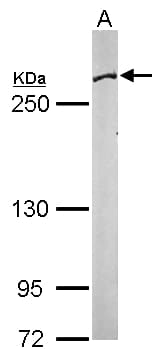 FASN / Fatty Acid Synthase Antibody (aa7-287)