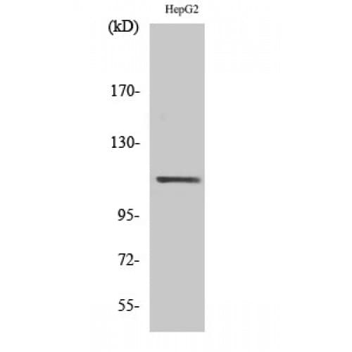 Polyclonal Rabbit anti-Human STAT2 Antibody (630-710 aa, IHC, WB)
