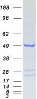 Human APOBEC3G / CEM15 Protein (Recombinant Myc-DDK (Flag))