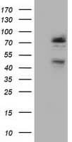 Monoclonal Mouse anti-Human NEK11 Antibody (clone OTI4H5, IF, WB)