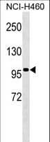 GRG4 / TLE4 Antibody (aa262-290)