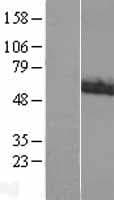 ACCN1 / ASIC2 Protein (Over-Expression Lysate Myc-DDK (Flag))