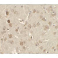 NSMF / NELF Antibody
