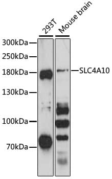 SLC4A10 Antibody