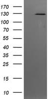 PIK3CG / PI3K Gamma Antibody (clone OTI4B9)