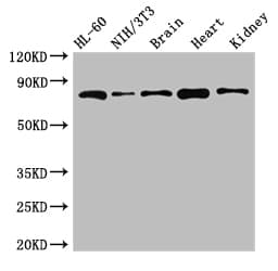 Polyclonal Rabbit anti-Human ABCB9 Antibody (IF, WB)