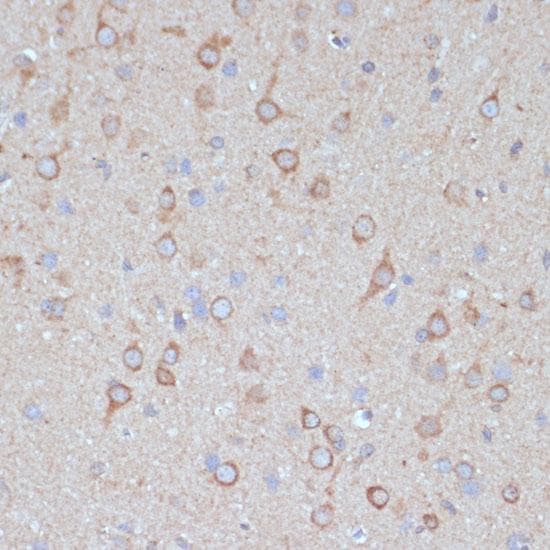 COPG2 Antibody