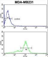 FLT1 / VEGFR1 Antibody