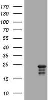 VILIP / VSNL1 Antibody (clone OTI7D6)