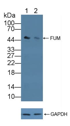 FH / Fumarase / MCL Antibody (aa45-188)