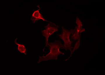 CLPTM1 Antibody