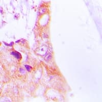 PathPlus™ KRT8 / CK8 / Cytokeratin 8 Antibody (Internal)