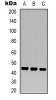 Monoclonal Mouse anti-Human MAP2K2 / MKK2 / MEK2 Antibody (WB)