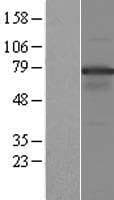 NOL4 Protein (Over-Expression Lysate Myc-DDK (Flag))