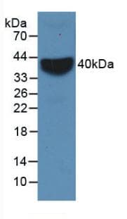 VCAM1 / CD106 Antibody (aa409-682, clone C1)
