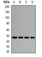 Polyclonal Rabbit anti-Human INPP5K / SKIP Antibody (IHC, WB)