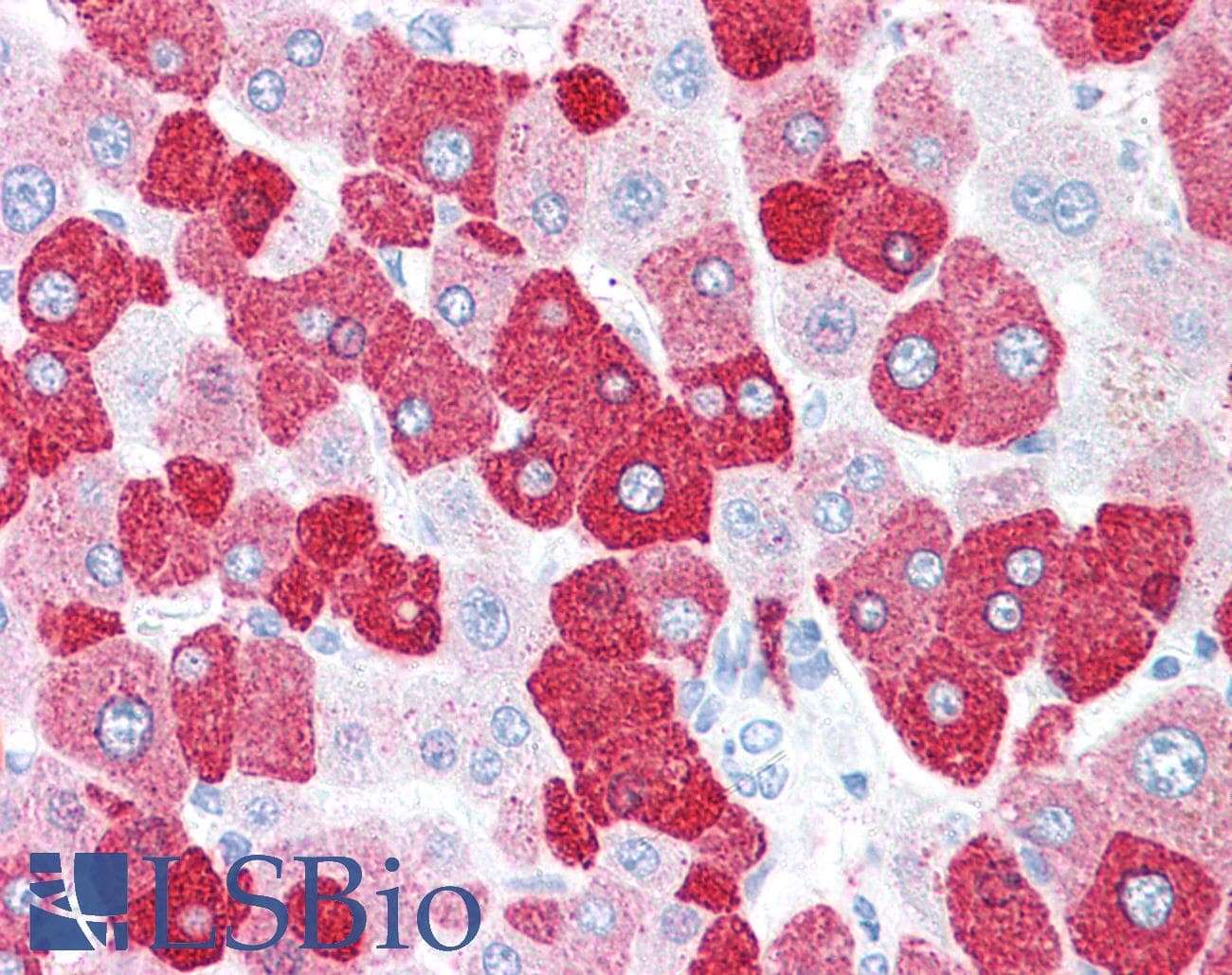 IHC-plus™ LOXL2 Antibody (Internal)