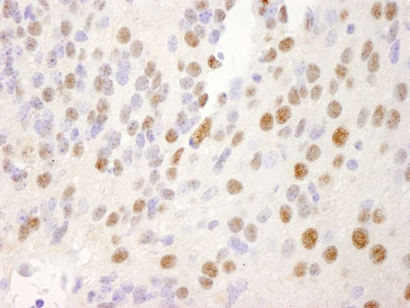NRBF2 Antibody (aa125-175)