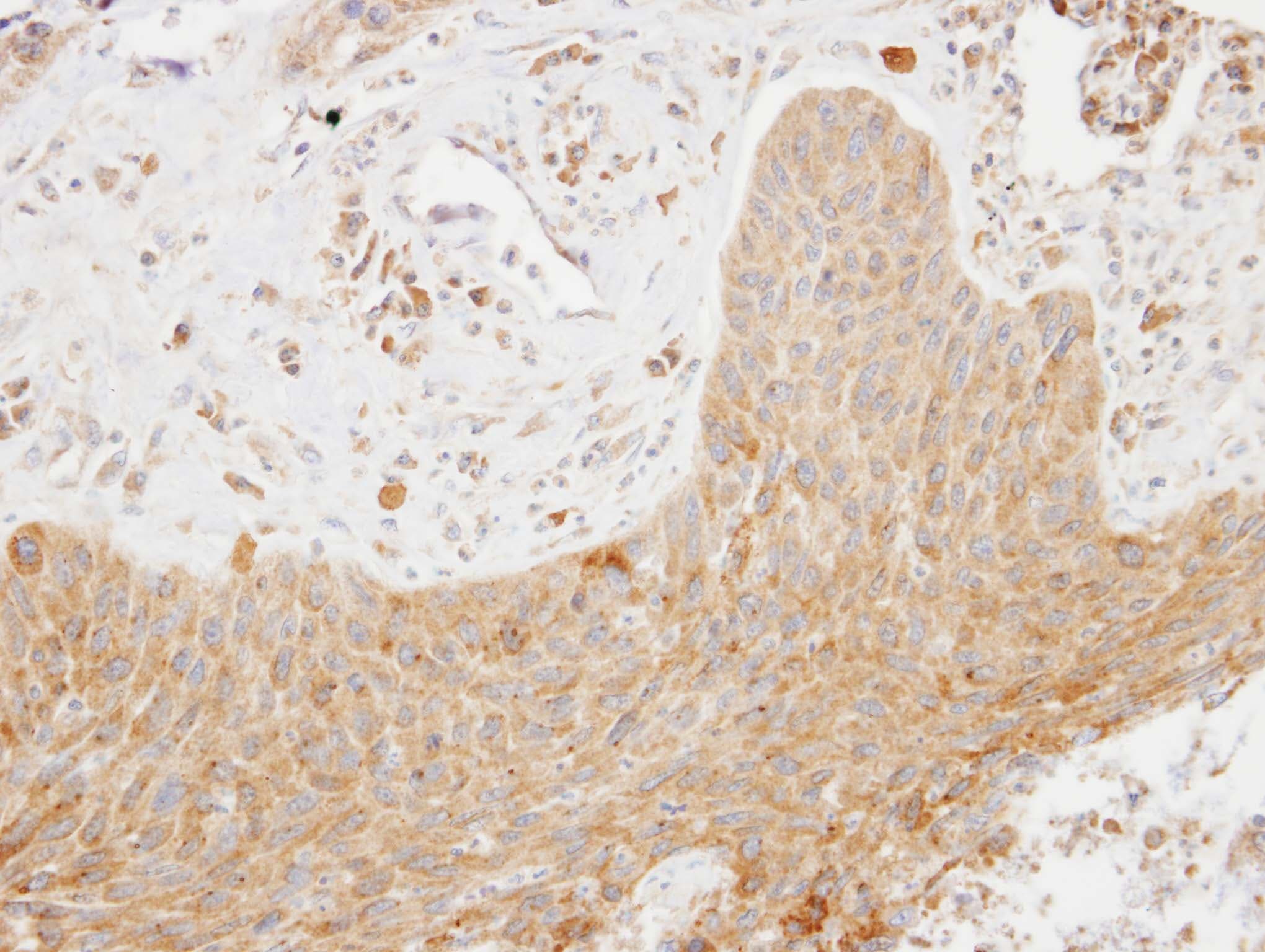 SKAP2 / SCAP2 Antibody (aa296-359)