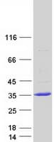 Human FAM109B Protein (Recombinant Myc-DDK (Flag))