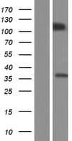 PCDH10 Protein (Over-Expression Lysate Myc-DDK (Flag))