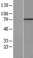 C3orf67 Protein (Over-Expression Lysate Myc-DDK (Flag))