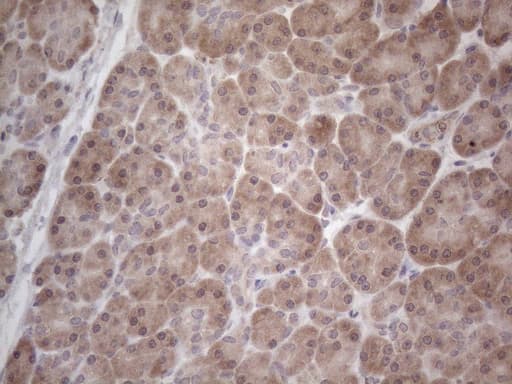 Monoclonal Mouse anti-Human ANGPTL8 / Betatrophin Antibody (clone OTI4G8, Carrier-free, aa22-198, IHC)