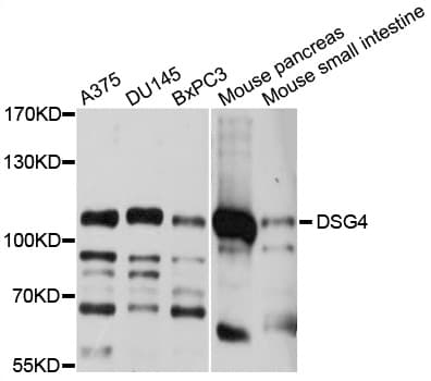 DSG4 / Desmoglein 4 Antibody