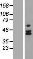 MTERF4 / MTERFD2 Protein (Over-Expression Lysate Myc-DDK (Flag))