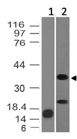 INHA / Inhibin Alpha Antibody