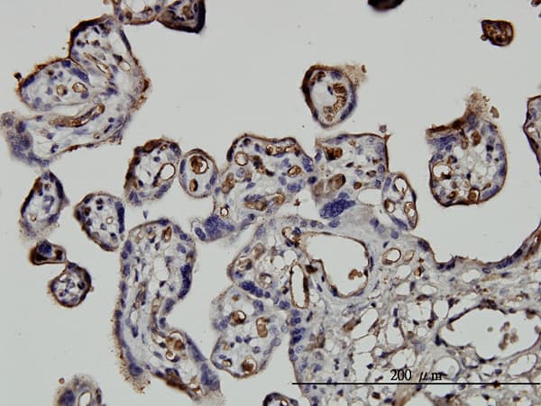 NEDD1 Antibody (clone 7D10)