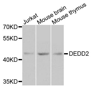 FLAME-3 / DEDD2 Antibody