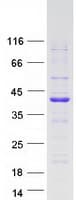Human PDLIM4 / RIL Protein (Recombinant Myc-DDK (Flag))