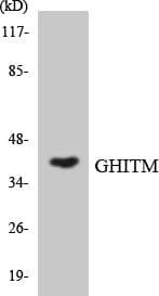 GHITM Antibody (aa15-64)