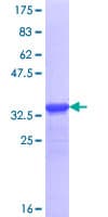 Human DSCAML1 Protein (Recombinant GST, N-terminus)