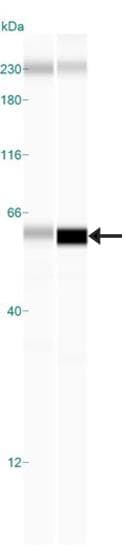 GLP1R / GLP-1 Receptor Antibody (Biotin)